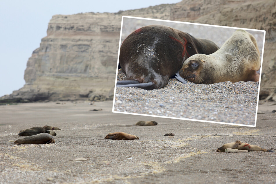 Furchtbarer Fund: Mehr als 20 tote Robben an Küste entdeckt