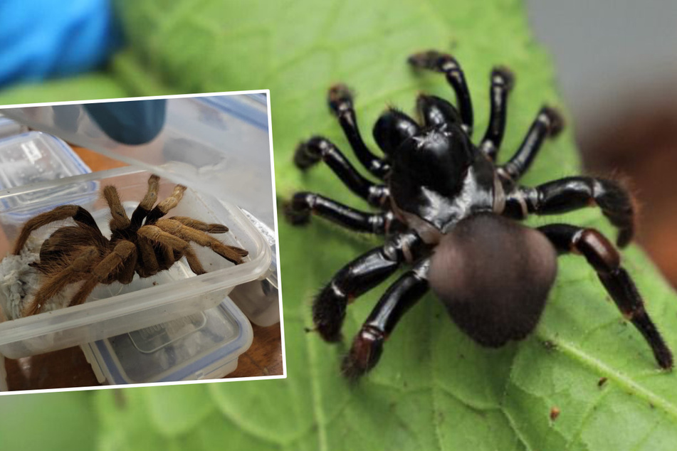 Gruselfund! Hunderte Giftspinnen, Skorpione und Kakerlaken sollten nach Deutschland