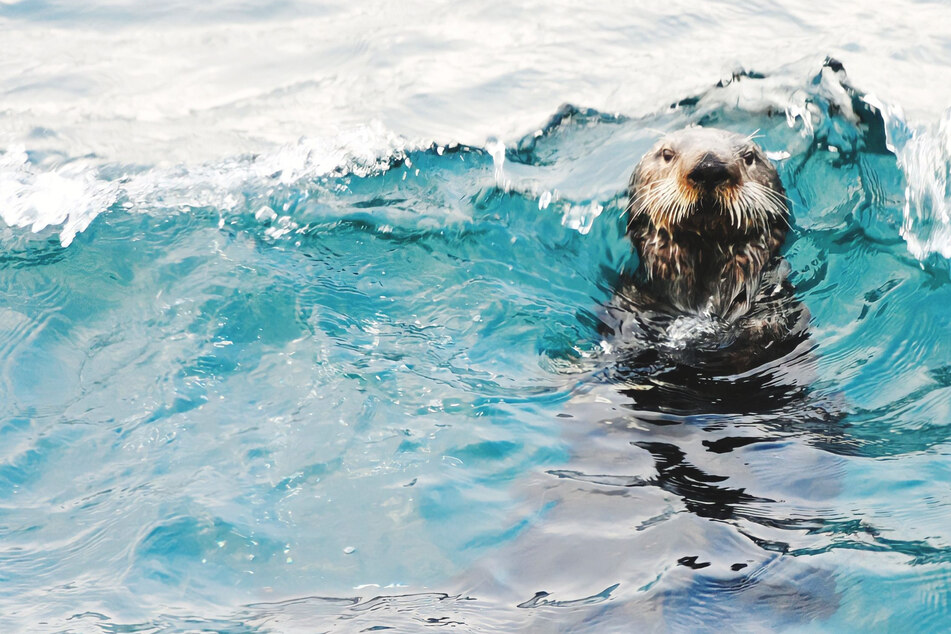An aggressive sea otter was caught battling a surfer for his board in California.