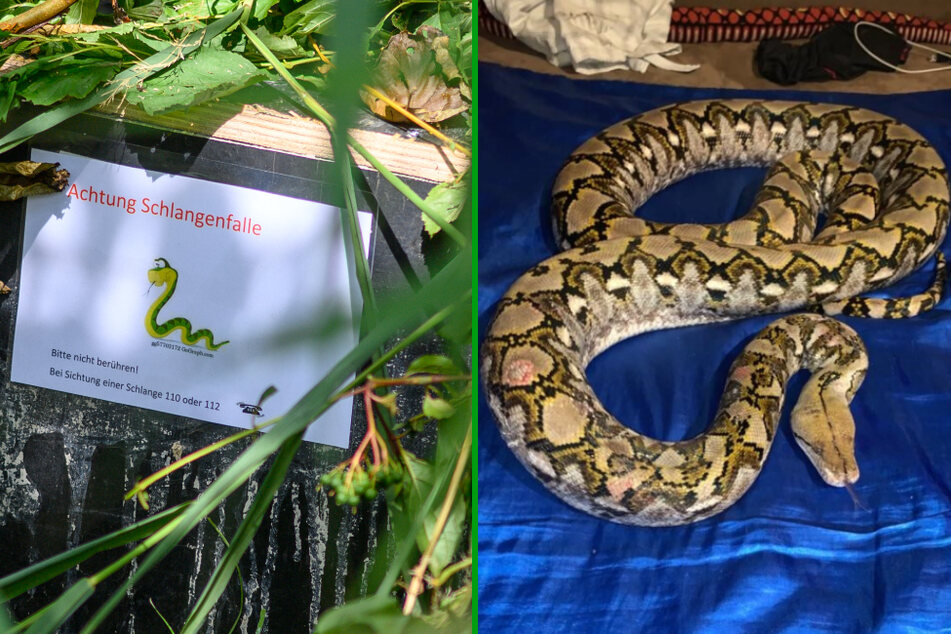 Eine drei Meter lange Python wird seit dem 24. Juli vermisst. Bis jetzt konnte die Würgeschlange nicht gefunden werden.