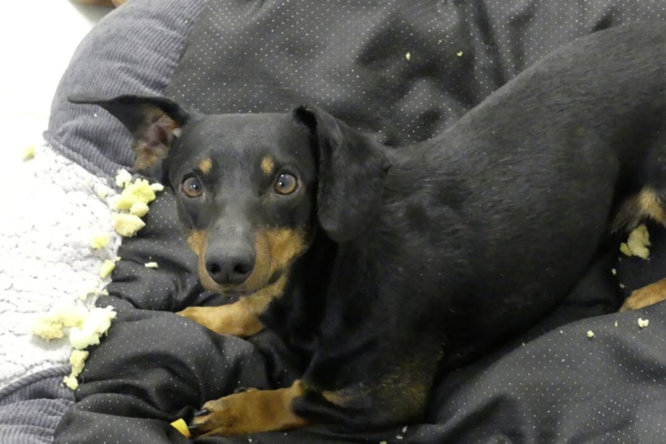 Tito (Foto) und sein Bruder Toto brauchen ein Zuhause, in dem sie geistig und körperlich ausgelastet werden.