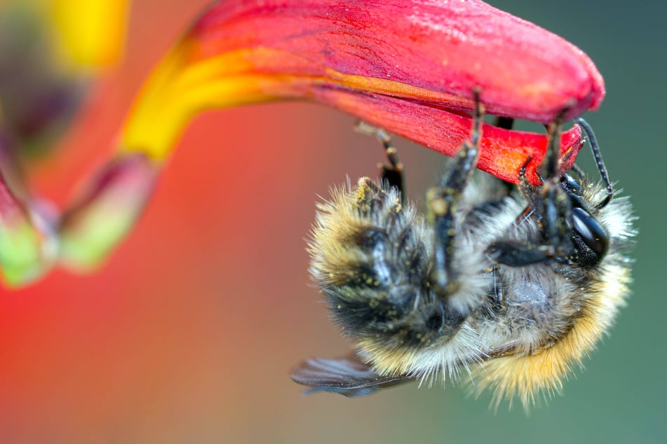 Scientists discover new "lucifer" bee with some sinister features