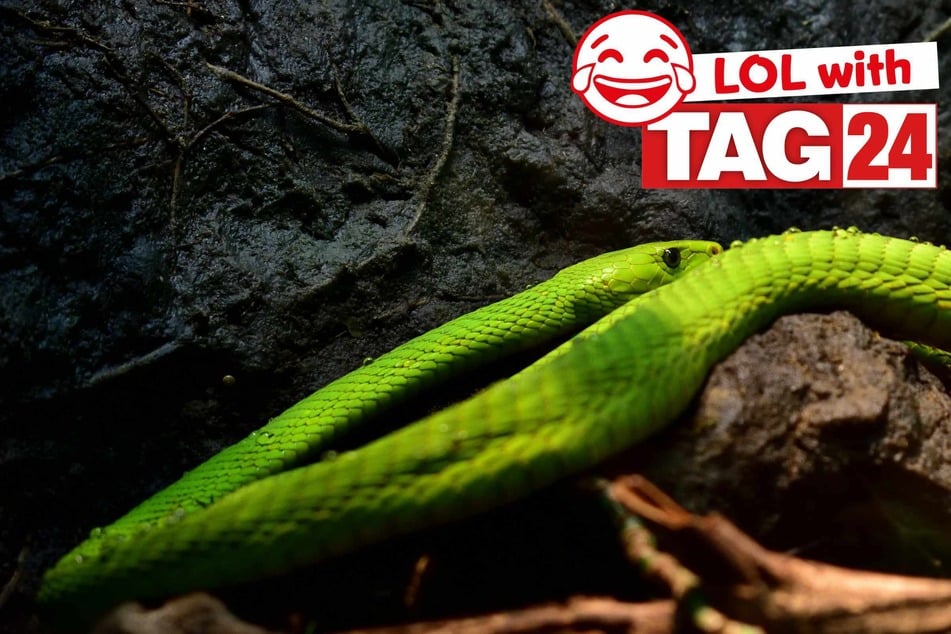 Joke of the Day for March 24, 2026: A slithering sss-illy