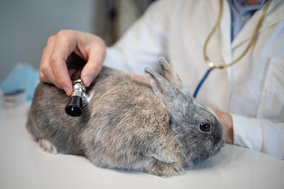 Bei Verdacht einer Vergiftung oder Unverträglichkeit sollte unbedingt ein Tierarzt aufgesucht werden.