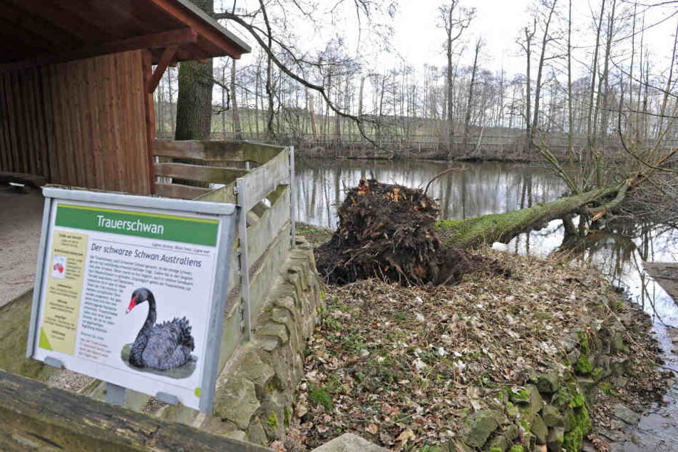 Im Tierpark Hirschfeld fiel durch Sturmtief "Sabine" ein großer Baum in einen Teich.