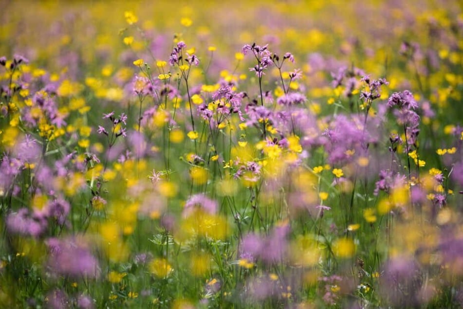 Blumen blühen auf einer Wiese. Zu ihrem Schutz soll es einen Gesetzesentwurf geben.