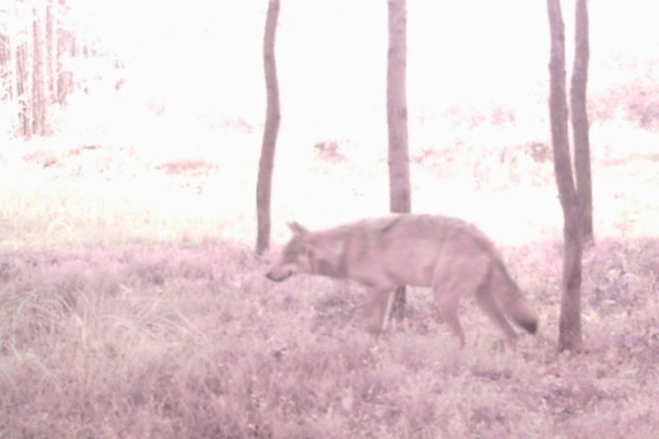 Das Beweis-Bild! Zum ersten Mal lief ein Wolf im Dresdner Gebiet in eine
Fotofalle.