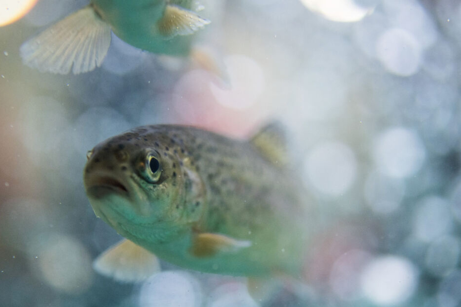 Weil immer wieder Fische aus seinem Teich verschwinden, filmte der Besitzer die Fische mit einer Kamera. (Symbolbild)
