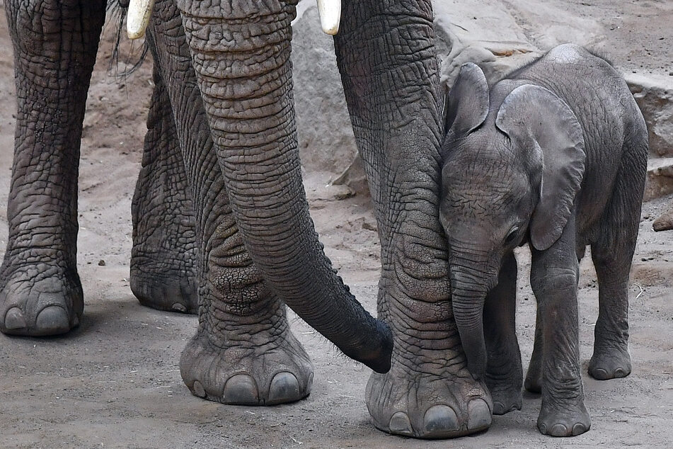 Am Samstag öffnen Thüringer Zoos wieder.