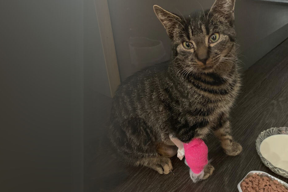 Der fünf Monate alte Kater Kazimir wurde Opfer eines brutalen Tierquälers.