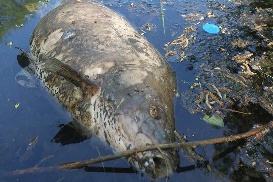 Im Chemnitzer Schlossteich wurden einige tote Fische entdeckt.