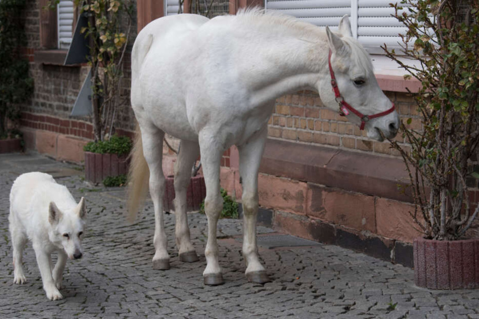 jenny knabbert genüsslich an einem Strauch.