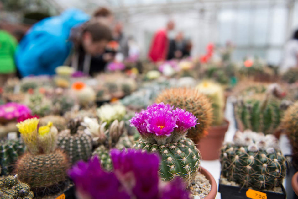 Die bunte Kakteen-Vielfalt im Botanischen Garten in Berlin.