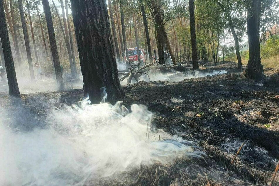 Im August brannten in Nordsachsen etwa 20 Hektar Wald.