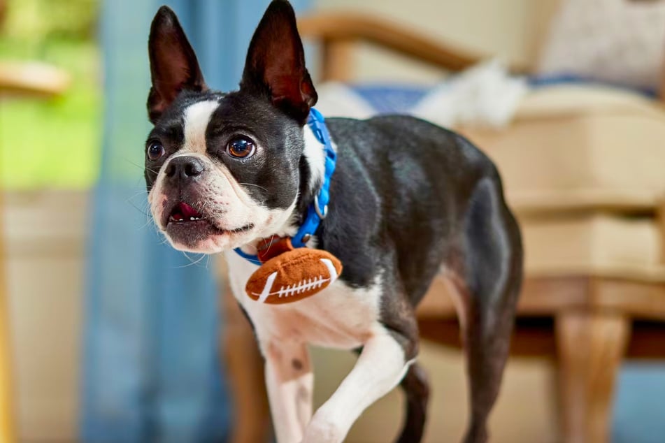 Your pets will go crazy for these special items at Chewy