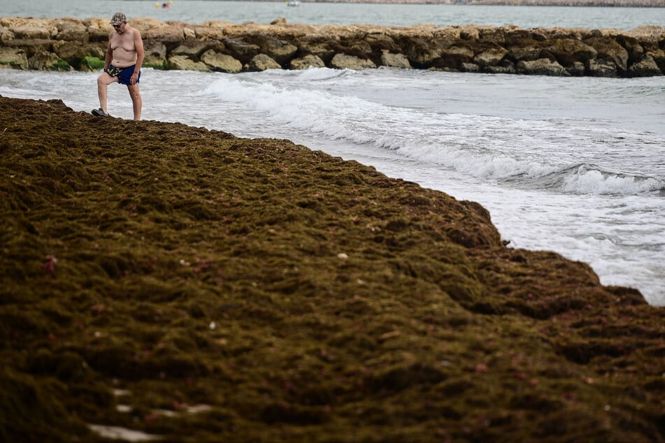 Bilder wie diese machen jeden traumhaften Strandurlaub zunichte. Das Ufer und das Wasser vor dem Strand sind von einem dichten Teppich aus Braunalgen bedeckt.