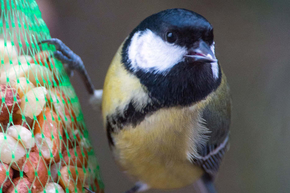 Am Wochenende werden wieder Vögel wie diese Kohlmeise gezählt.