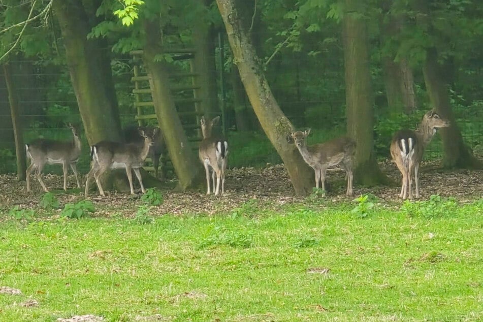 Alle sechs Hirsche - einer versteckt sich hinten links zwischen den Bäumen - sind wiedervereint.