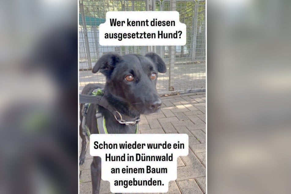 Hund Maylo wurde am Wochenende an einem Baum in Köln-Dünnwald gefunden.