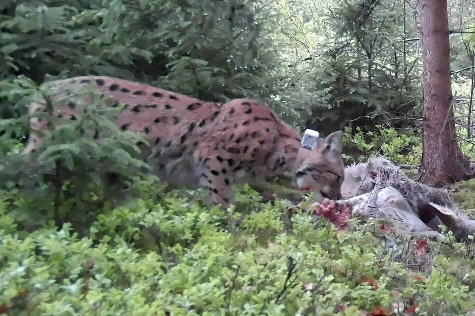 Eine Fotofalle machte diese Aufnahme von Alva beim Fressen eines von ihr gerissenen Rehs. Am Hals trägt der Luchs einen Sender, der Standortdaten übermittelt.