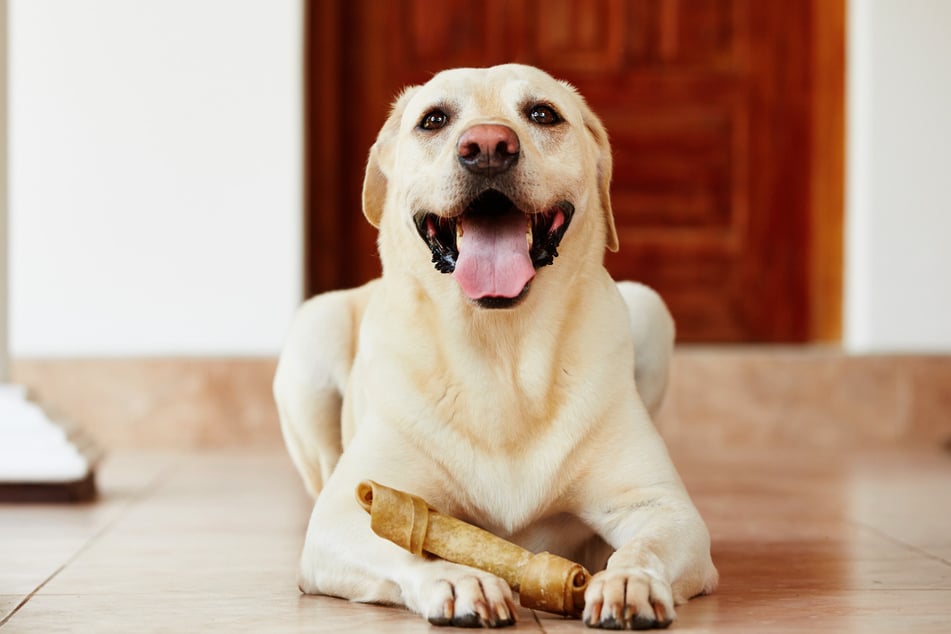 Wie für einen Labrador typisch, benötigt Oscar viel Bewegung und Beschäftigung. (Symbolbild)