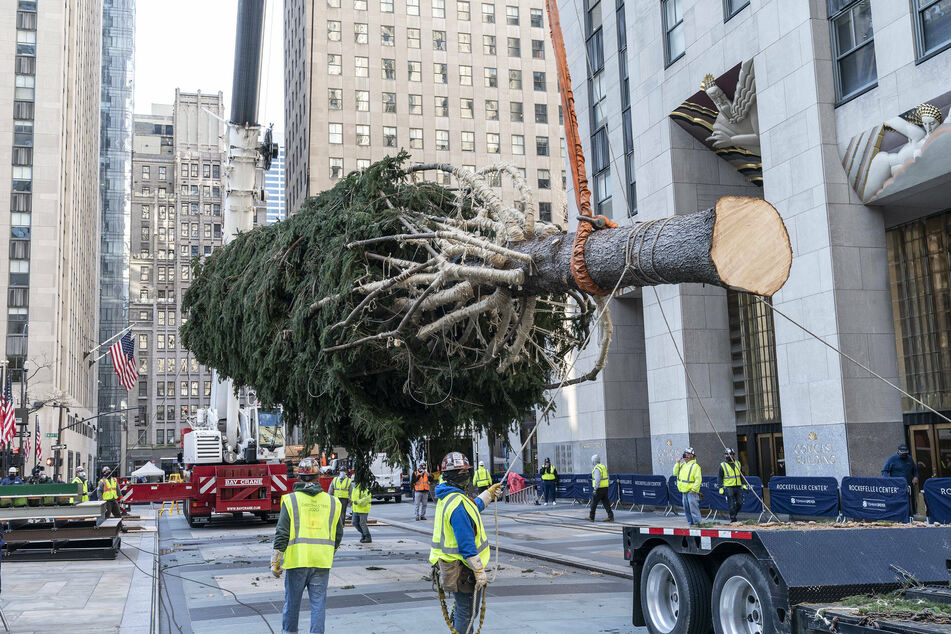 The Rockefeller Center Christmas tree was erected on November 17.