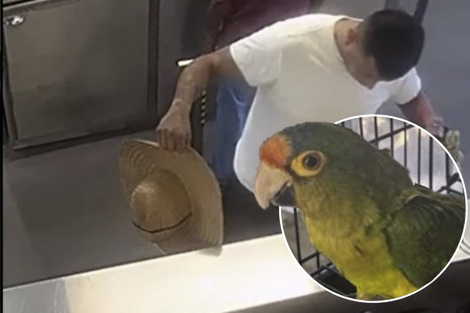 "Was haben Sie denn da in der Hose?" Mann schmuggelt Eierleger in Unterwäsche