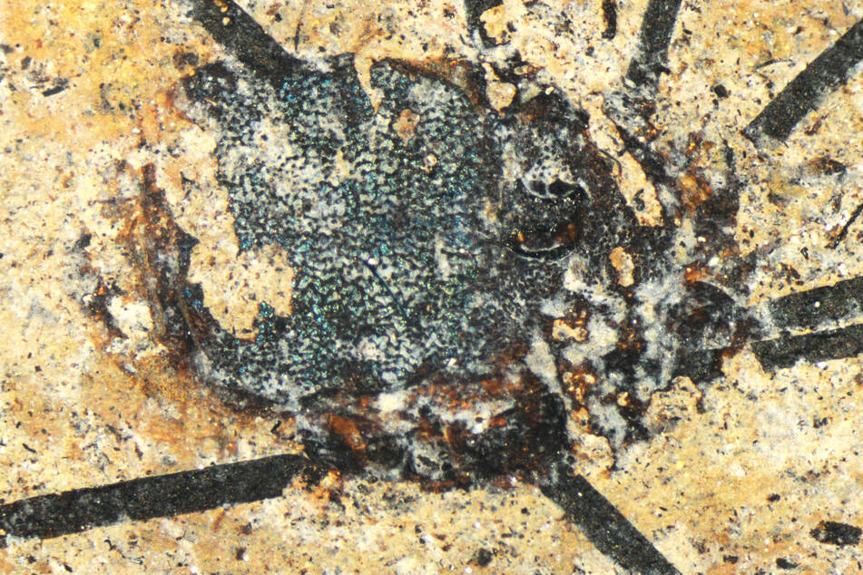 48 Millionen Jahre alt: Dieses neu entdeckte Fossil verrät viel über Deutschland