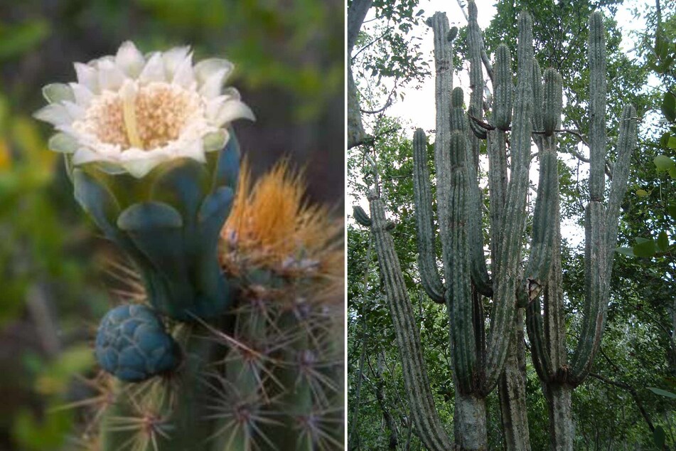 A rare species of tree cactus has gone extinct in Florida, in what is believed to be the first species lost to sea level rise in the US, researchers said Tuesday.