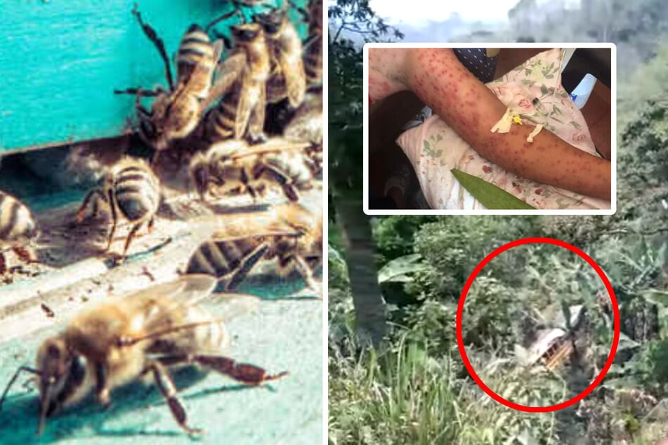 Nach schwerem Bus-Unglück: Sechs Überlebende von Killer-Bienen zu Tode gestochen