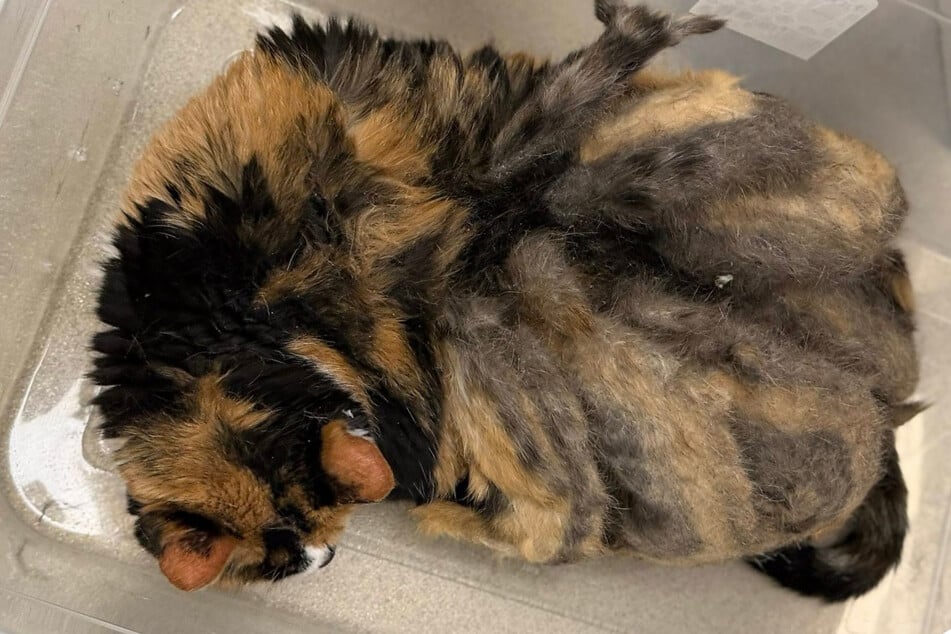 Die vernachlässigte Katze war völlig verfilzt, als sie zum Ten Lives Club kam.