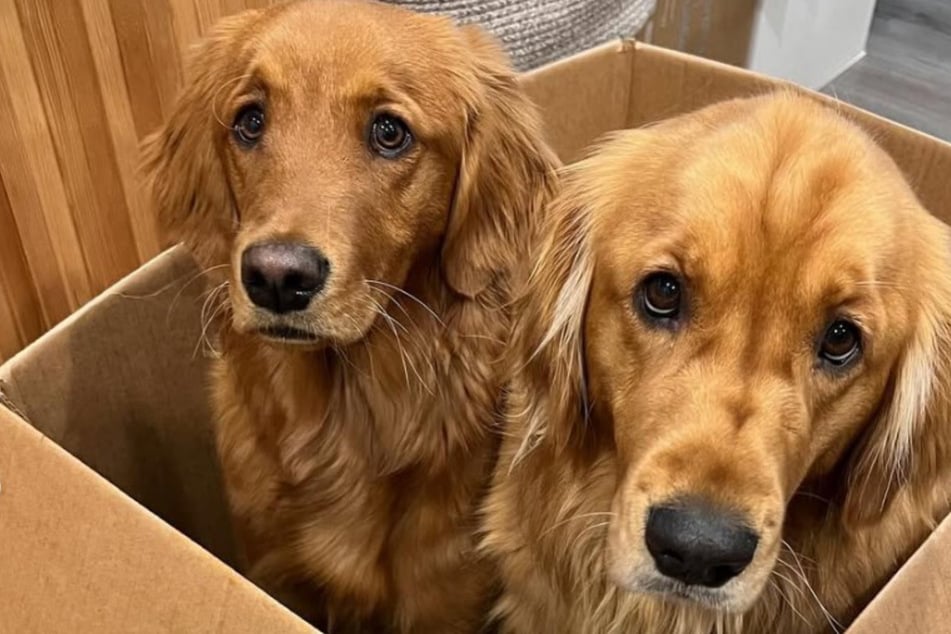 Bucket (Links) und Pacha machen es ihrem Frauchen nicht immer leicht.