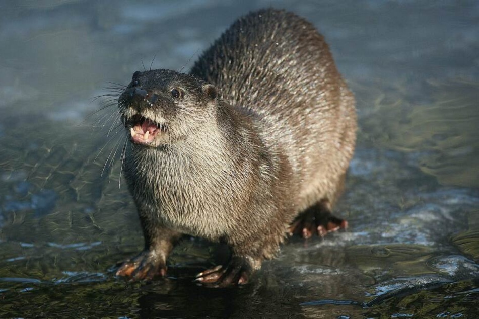 Fischotter sind sehr selten geworden, da der Mensch in ihr natürlichen Wohnraum eindringt und illegal Jagd auf sie macht. (Archivbild)