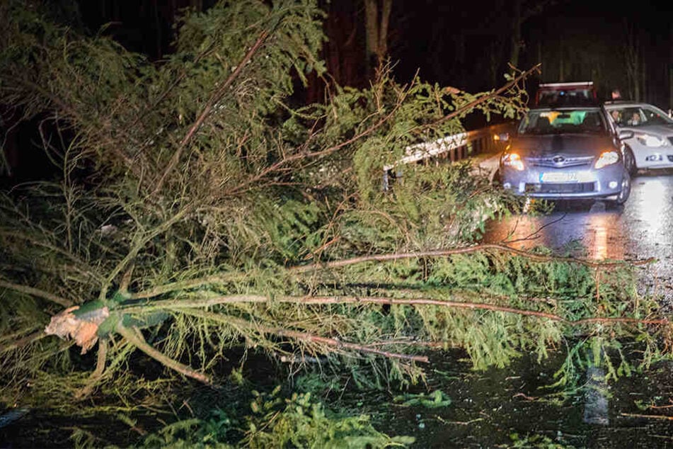 Auf einer Straße zwischen Zwischen Mildenau und Geyersdorf im Erzgebirge knickte durch den Sturm eine Fichte um.