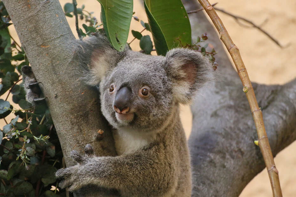 Noch wächst der Nachwuchs versteckt in Sydneys ihrem Beutel auf.