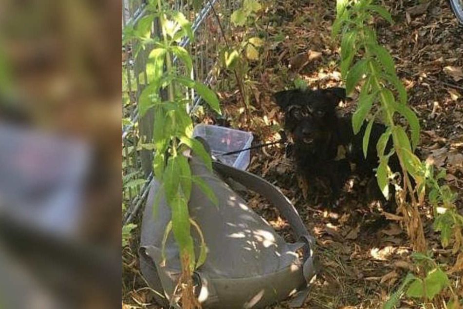 Mit der Rucksackschnur wurde der Kleine am Zaun vor dem Freibad angebunden.