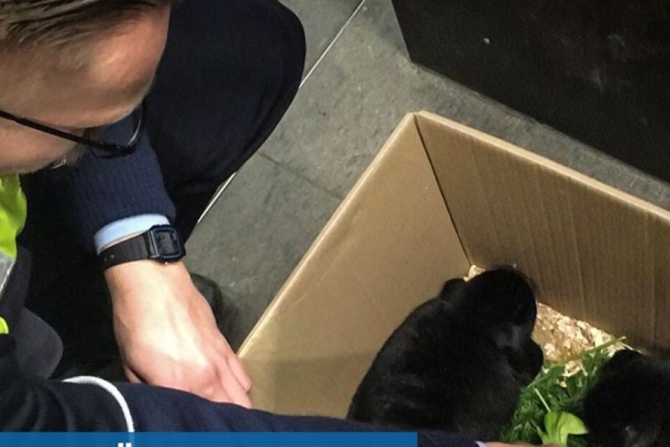 Ein Polizist nahm die Kaninchen von der Straße und rettete sie.