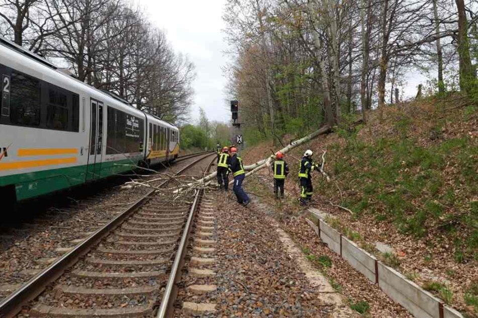 Feuerwehrleute entfernen den Baum von der Strecke.