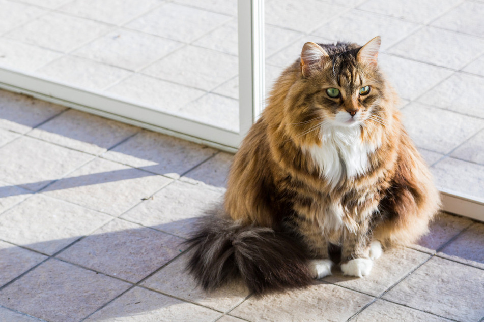 Trotz ihrer rundlichen Anmutung, ist die Sibirische Katze nicht träge und braucht täglich Auslauf.