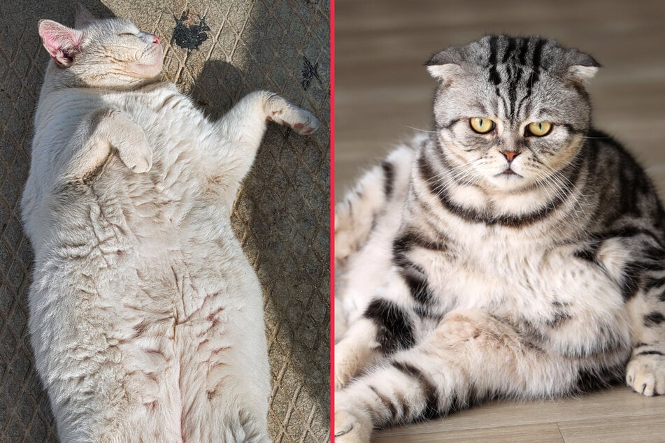 Fat cats are incredibly cute, but could develop health problems if they don't lose the weight.