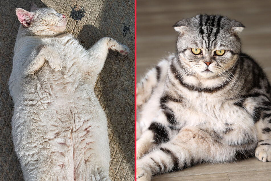 Top 10 Fattest And Chubbiest Cat Breeds In The World Top 10 Fattest And Chubbiest Cat Breeds In The World