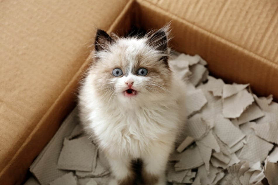 Cats love boxes and crates in all sizes and shapes.