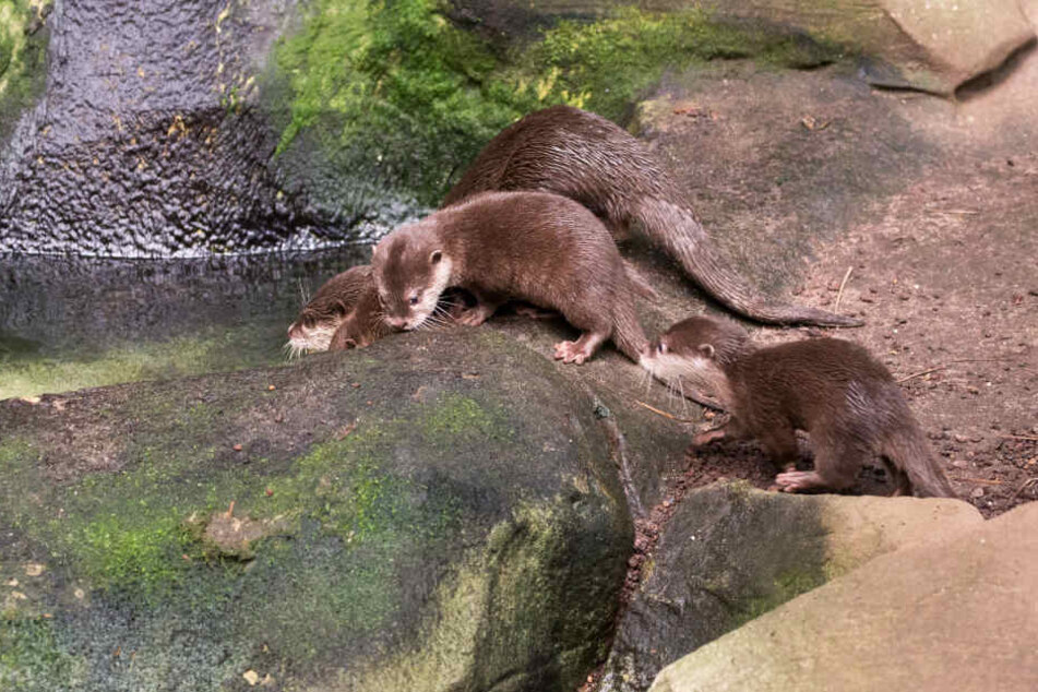 Die drei jungen Otter haben noch keinen Namen.