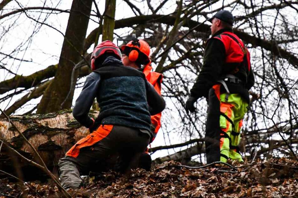 Eine Spezialfirma kümmerte sich um den Baum.