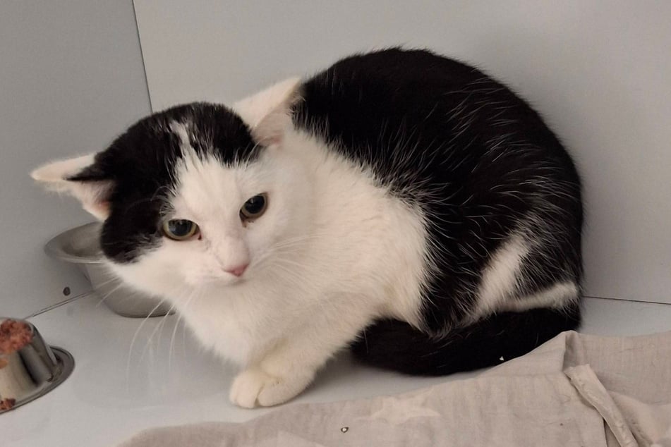 Hinter Werners skeptischem Auftreten verstecke sich ein echter Schmusekater, so die Helfer.