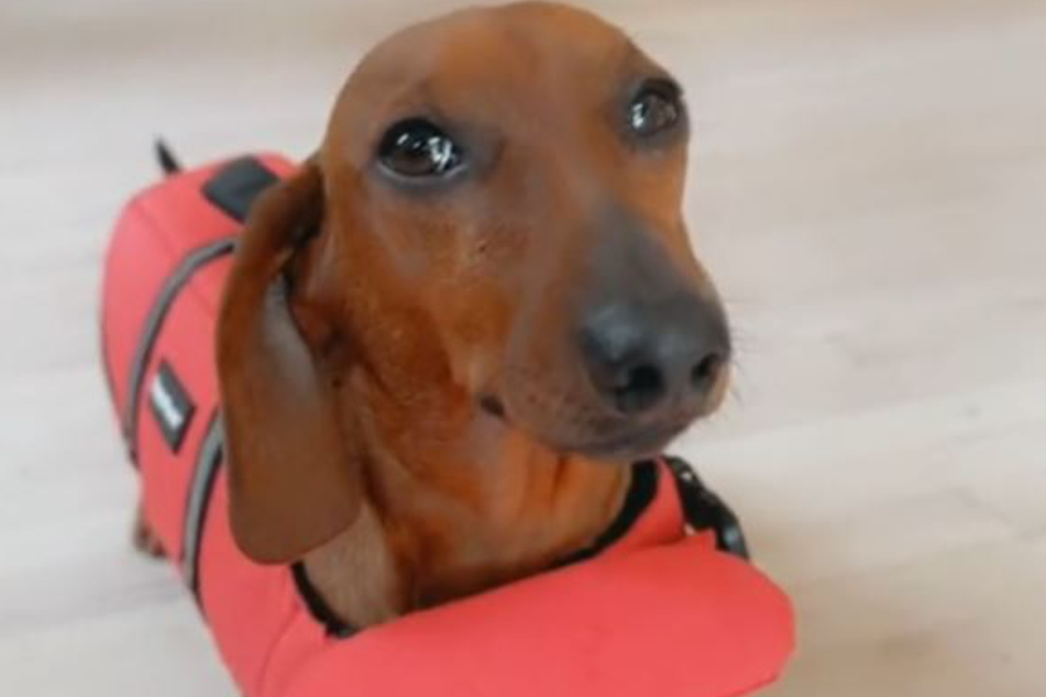 Dachshund Kiro got a life jacket from his owner after his daring dive into the lake.