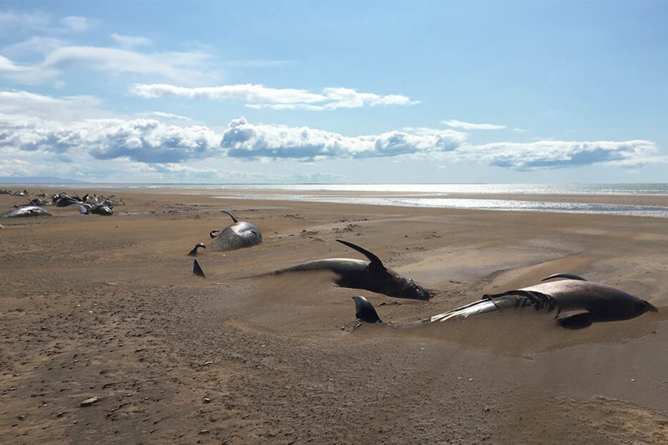 Halbinsel Snaefellsnes: Tote Grindwale liegen an einem abgelegenen Strand.