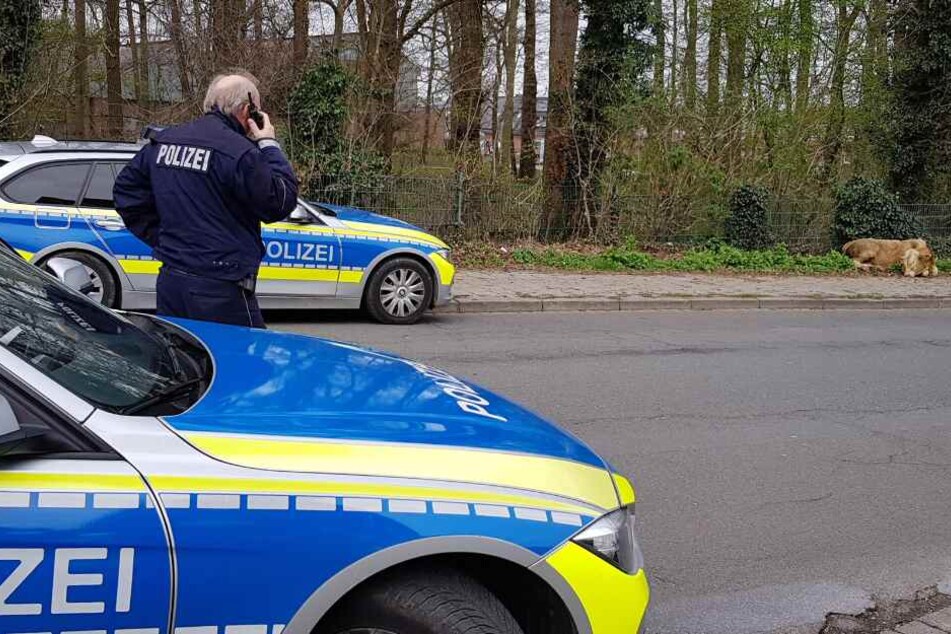 Die Polizei musste dabei helfen, die Tiere wieder einzufangen. (Symbolbild)