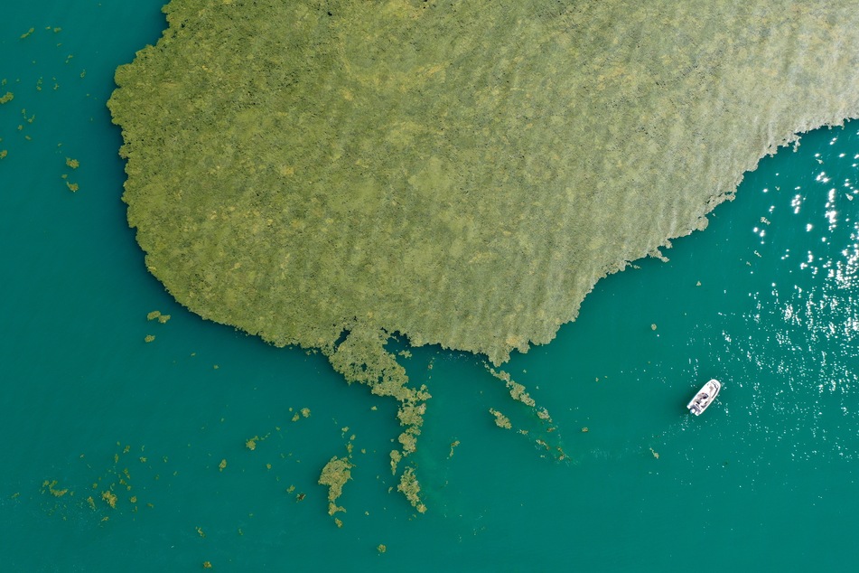 Ein großer Teppich voller Algen schwimmt vor Eriskirch auf dem Bodensee.