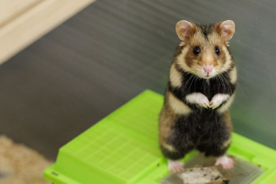Zu Ostern: Erster Feldhamster-Nachwuchs des Jahres erwartet